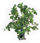 Mini Ivies